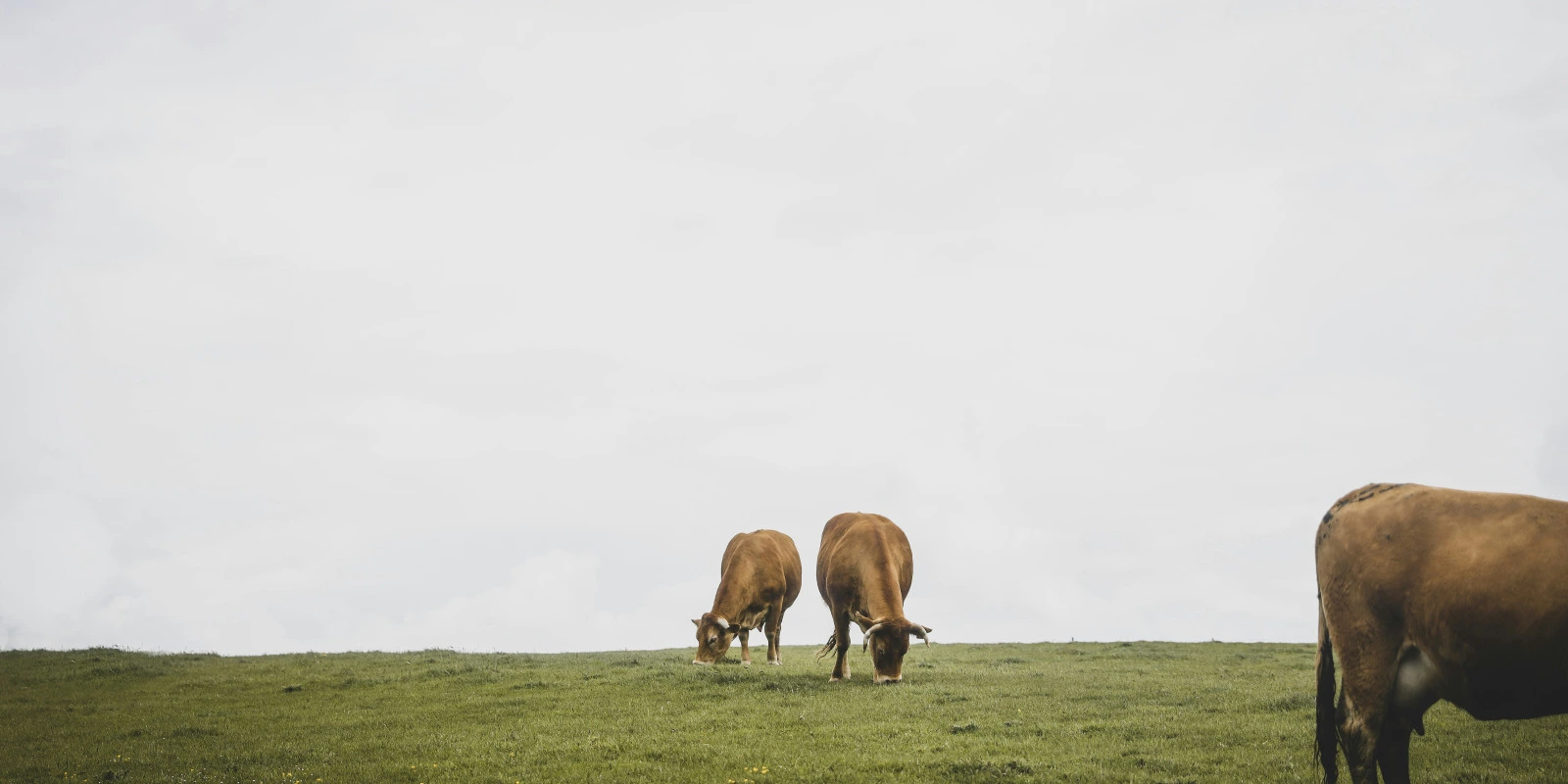 Méthodes d'Optimisation en Génie des Procédés